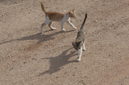 Two catsの写真素材