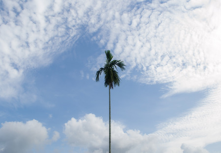 lonely treeの写真素材
