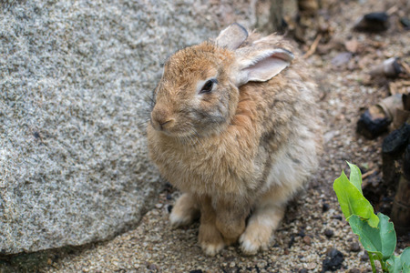The brown rabbit with rocks.の写真素材