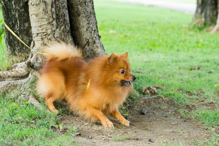 Close up of Pomeranian dog on green grassの写真素材