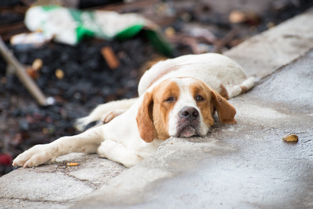 Lazy dog lying on the ground road.の写真素材