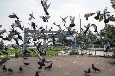 A flock of pigeons flying.の写真素材