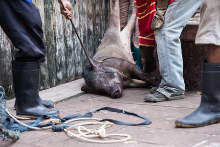 The boar was captured, torturedの写真素材