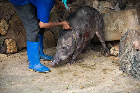 The boar was captured, torturedの写真素材
