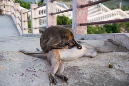 The monkeys are take care of each other.の写真素材
