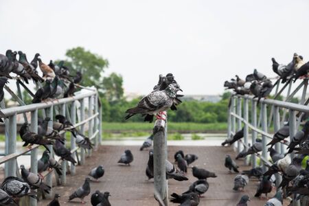 The head of a colony of white pigeonの写真素材