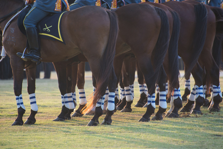 Horse Guards Parade In Thailandの写真素材