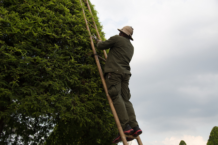 The workers are working with decorated trees.の写真素材
