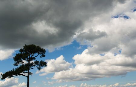 lonely tree with the skyの写真素材