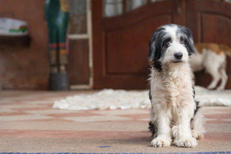 Poodle dog owners sit waitingの写真素材