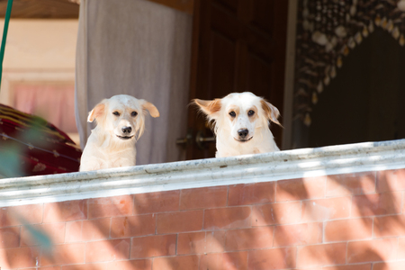 The owner of the dog to sit waiting.の写真素材