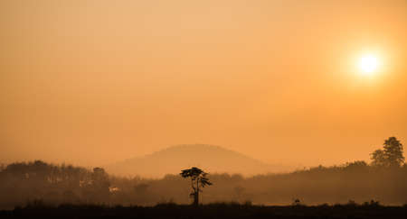 The tree with a singleの写真素材