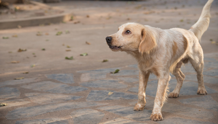 The cute dog breeder Thailandの写真素材