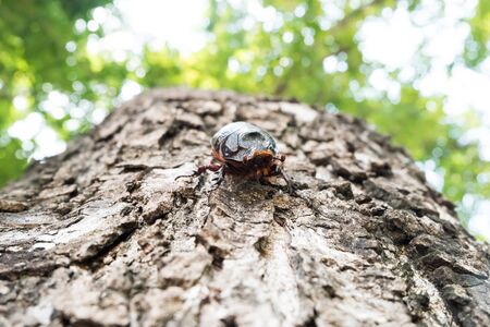 Male Rhinoceros beetle, Rhino beetle, Hercules beetle, Unicorn beetle, Horn beetleの写真素材