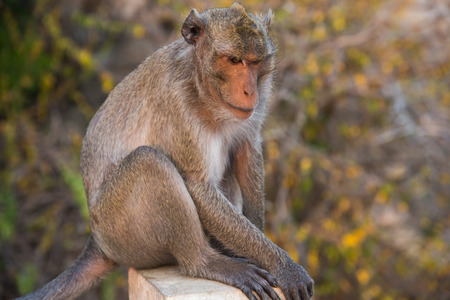 cute macaque sitting on green forest background
