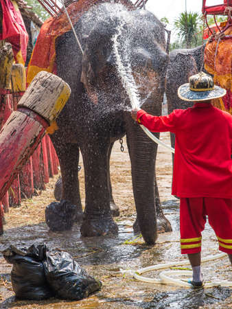 Elephant bathing in the farm.の写真素材