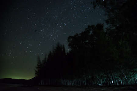 A beautiful tree with star groupの写真素材