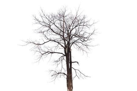 Single old and dead tree isolated on white background.