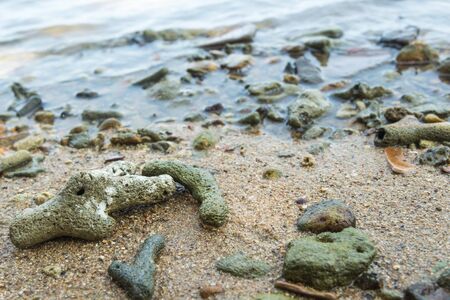 Coral Rubble formed from old dead corals that is washed up onto the beach.の写真素材