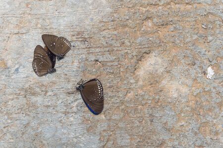 Butterfly dead on the road..の写真素材