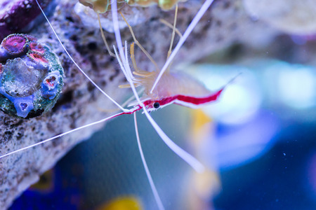 Lobster in the Sea Aquarium.の写真素材