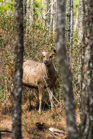Fallow deer standing in natureの写真素材