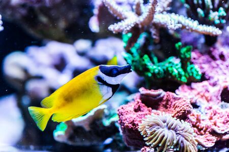 Coral and fish in the Red Sea.の写真素材