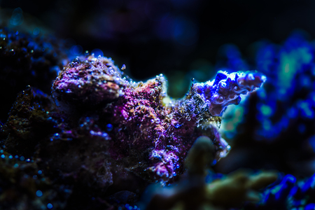 Close up of stony coral