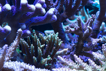 Close up of stony coral