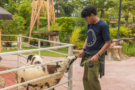 Teens are feeding sheepの写真素材