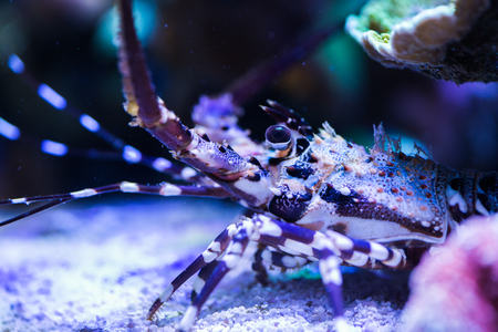 Lobster in the Sea Aquarium.の写真素材