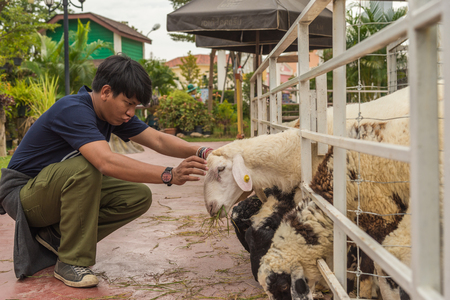 Teens are feeding sheepの写真素材