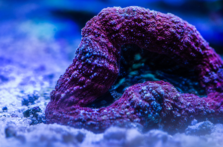 Close up of stony coralの写真素材