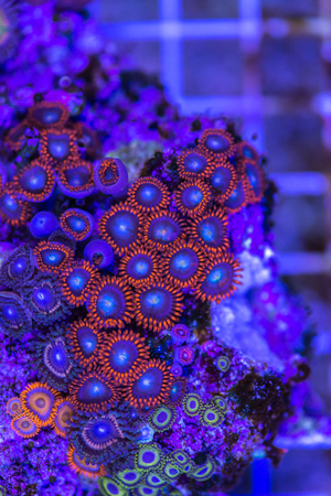 Close up of stony coral