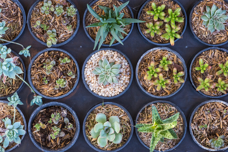 close up Cactusの写真素材