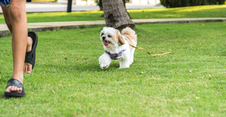 Shih Tzu dog running on Grass and Happyの写真素材