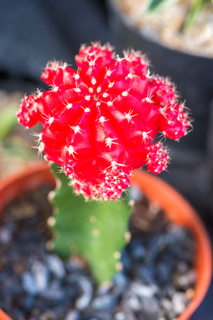 close up Cactusの写真素材