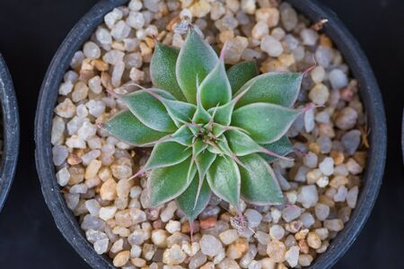 close up Cactusの写真素材