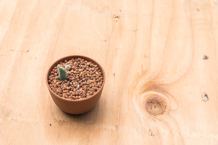 Cactus in pot on wood background.の写真素材