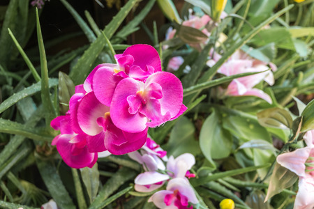 flowers in potの写真素材