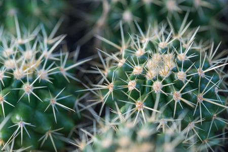 close up Cactusの写真素材