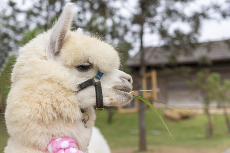The alpaca in thailandの写真素材