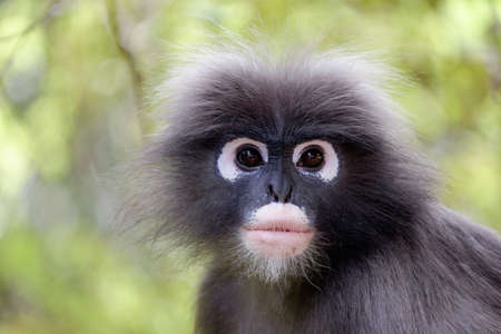 langur