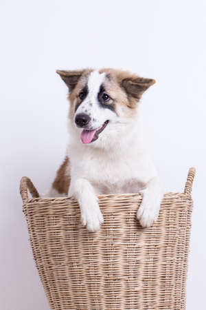 The puppy is in a basket on a white background.の写真素材