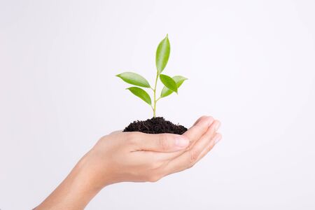 Hands holding seedling on white background,Ecology conceptの写真素材