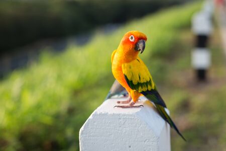 Beautiful Sun Conure parrot bird on nature backgroundの写真素材