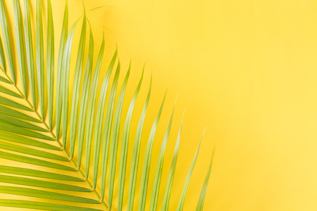 Flat lay photo coconut leaf on yellow background , top view and copy space for montage your productの写真素材