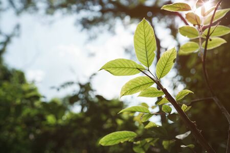 Treetop with sunlight on leaf green at summer time