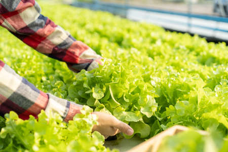 Hand of farmer women while harvest in Organic vegetable farm, green oak lettuce, and morning sunlight. Close up young woman hand. Small business conceptの写真素材