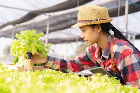 Beautiful young farmer Asian woman is checking the Organic vegetable farm in a hydroponic at morning and sunlight. Small business conceptの写真素材
